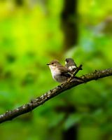 Paar vogels