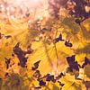 Oranje herfst bladeren in zonneschijn van Denise Tiggelman