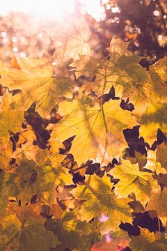 Oranje herfst bladeren in zonneschijn van Denise Tiggelman