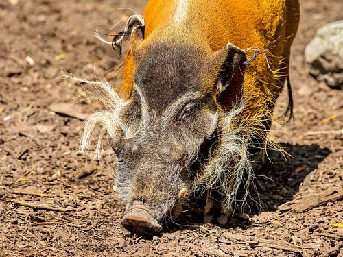 Penseelzwijn (Potamochoerus porcus)