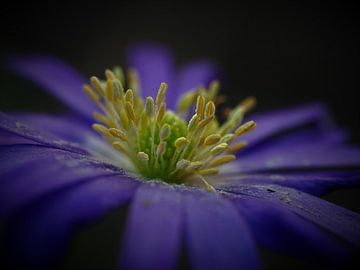 blauwe bloem van Christel Zûm Grotenhoff