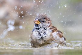 Badderende mus van Erik Veltink fotografie