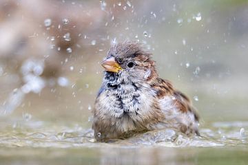 Bathing sparrow by Erik Veltink fotografie