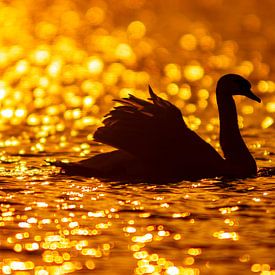 een witte zwaan zwemt op een glinsterend meer in de ochtend bij rode zonsopgang van Mario Plechaty Photography