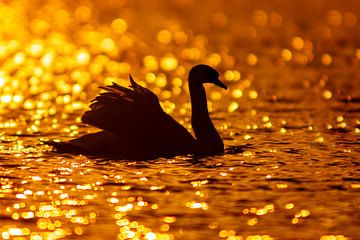 a white swan swims on a shimmering lake in the morning at red sunrise by Mario Plechaty Photography