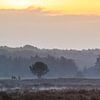 Some red deer grazing during sunrise by Shotz by Mindy