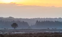Some red deer grazing during sunrise