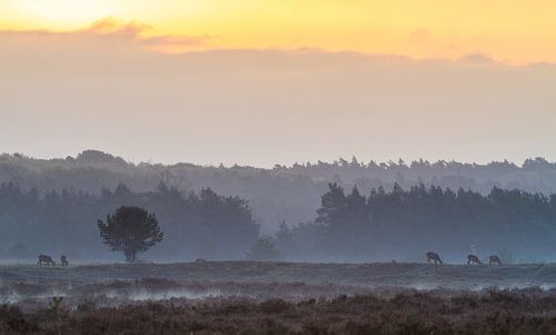 Enkele edelherten grazen tijdens zonsopgang
