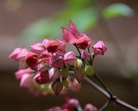 Bloem Guatemala