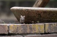 Gartenmaus!