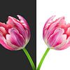 Tweeluik - Tulpenvaas van Judith Spanbroek-van den Broek