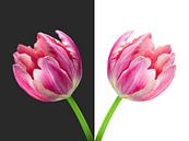 Diptychon-Tulip Vase von Judith Spanbroek-van den Broek Miniaturansicht
