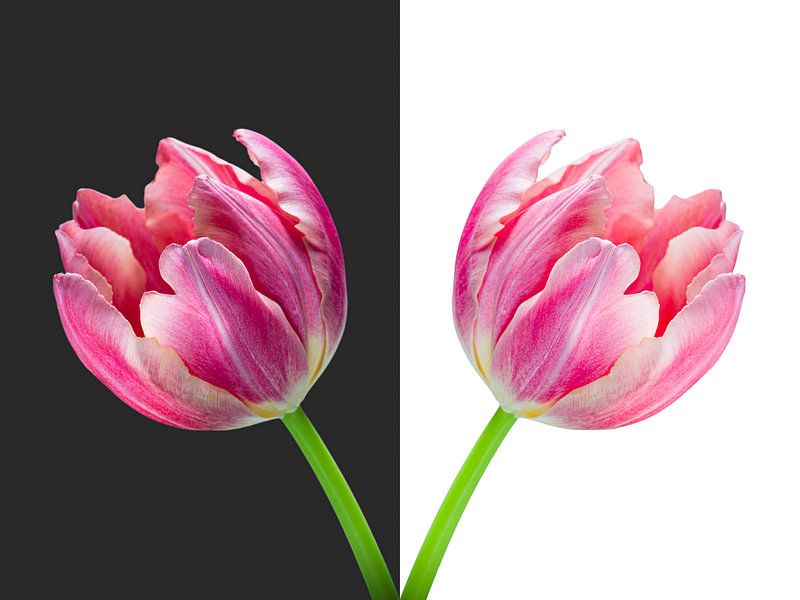 Diptychon-Tulip Vase von Judith Spanbroek-van den Broek