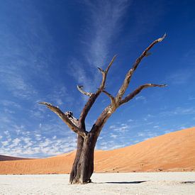 Deadvlei Namibie van Ellen van Drunen
