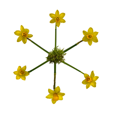 Een Sextet van Narcis Bloemen van Hans Kool