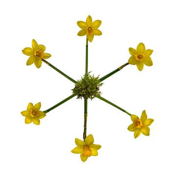 Een Sextet van Narcis Bloemen van Hans Kool
