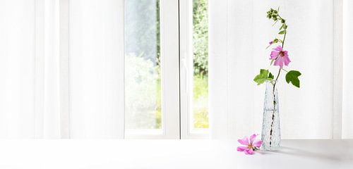 Pink mallow flower (Malva) in a glass vase at the window in front of a white curtain, panoramic form