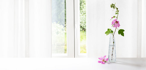 Pink mallow flower (Malva) in a glass vase at the window in front of a white curtain, panoramic form