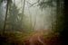 Mist en zandweg in het Speulderbos van Jenco van Zalk