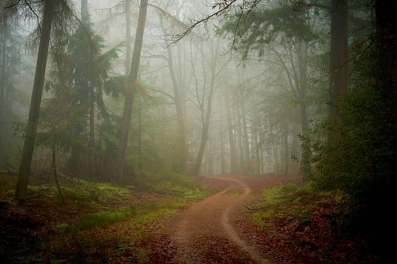 Fog and sand road in the Speulderbos by Jenco van Zalk