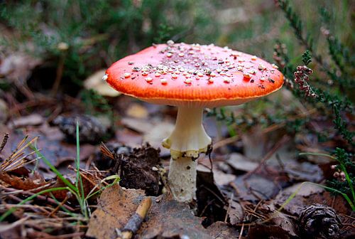 Paddenstoel in het bos 1