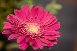 Gerbera Daisy Flower by Leo Schindzielorz