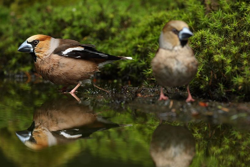 Kernbeißer (Coccothraustes coccothraustes) von Ronald Pol