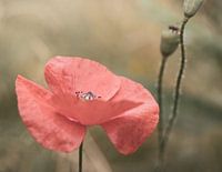 Poppy
