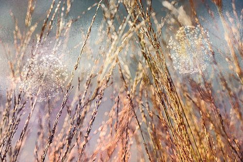 De belles fleurs épuisées