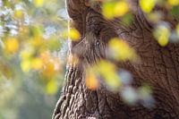 Gros plan sur un éléphant au Safaripark Beekse Bergen.