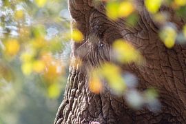 Closeup Olifant Safaripark Beekse Bergen van David van der Kloos