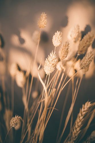 Reed Grass in Warm Colors