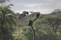 Décollage du vautour par BL Photography Aperçu