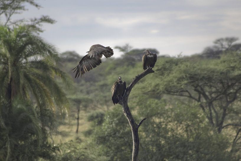Décollage du vautour par BL Photography