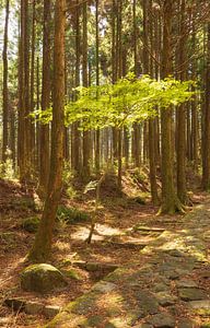 Boom Hakone (Japan) von Marcel Kerdijk