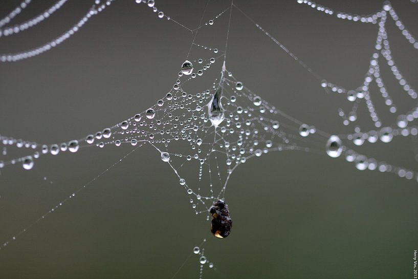 Dauwdruppels op een spinnenweb par Herry Vos