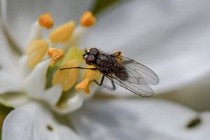 Vlieg op witte lelie