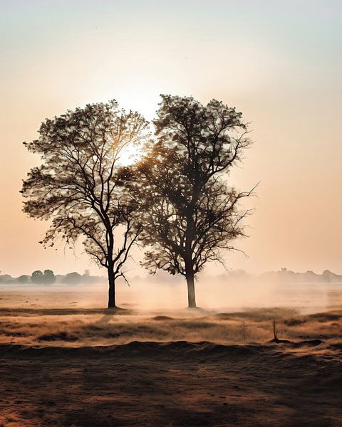 Baumpaar im Sonnenuntergang von fernlichtsicht