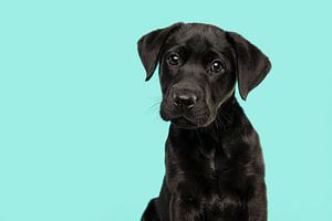Porträt eines schwarzen Labrador Retriever-Welpen vor einem türkisblauen Hintergrund