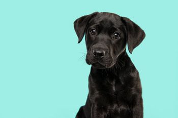 Porträt eines schwarzen Labrador Retriever-Welpen vor einem türkisblauen Hintergrund