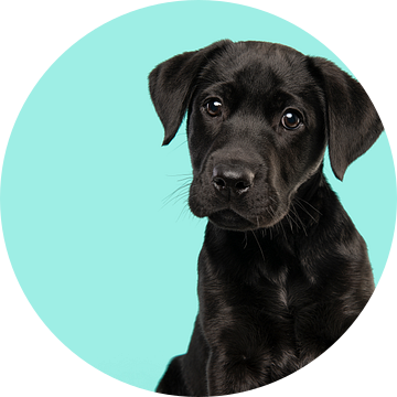 Portret van een zwarte labrador retriever pup tegen een turquoise blauwe achtergrond van Elles Rijsdijk