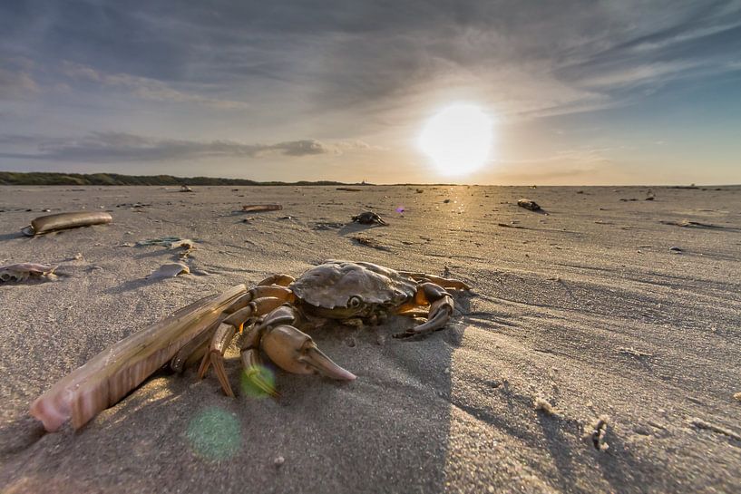 Sunset crab van Nicole Nagtegaal