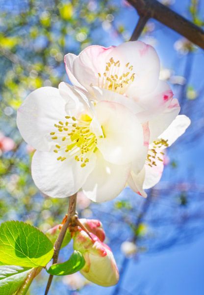 Quince Blossom With Blue Sky by Iris Holzer Richardson