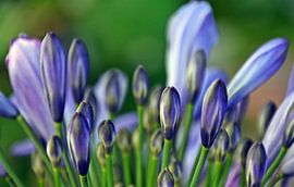 Buds of a blue African Jewel Lily by Werner Lehmann