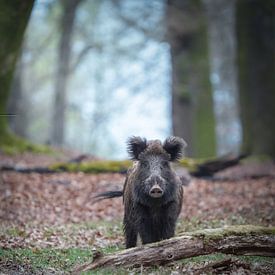 Wild zwijn van Tom Zwerver