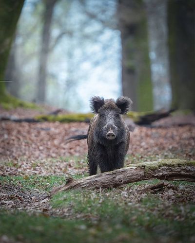 Wild boar