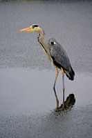 IJskoud visplekje