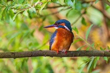 kingfisher on a branch by Mei-Nga Smit-Wu
