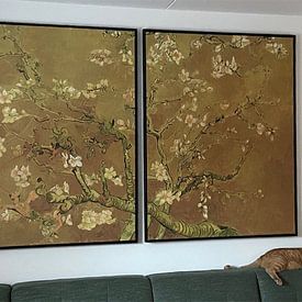 Kundenfoto: Mandelblüte ALMOND BLOSSOM ocker - Vincent van Gogh, auf leinwand