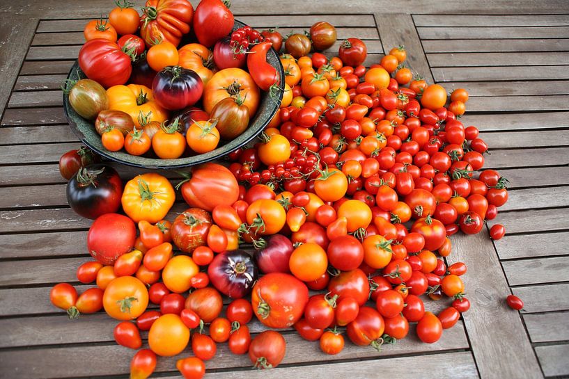 Many different types of tomatoes, still life by Karina Gebert
